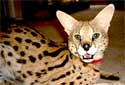 Click to learn about Exotic Cats